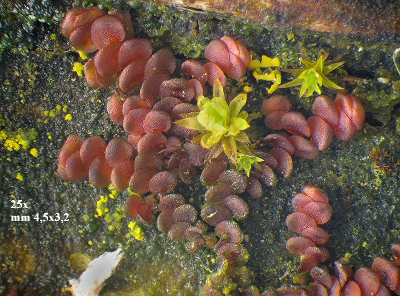 Calypogeia muelleriana?